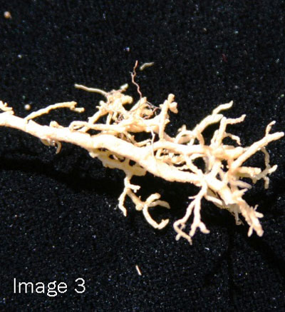 nematode3.jpg nematode3.jpg